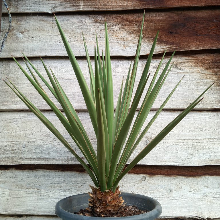 Yucca baccata total 95 cm