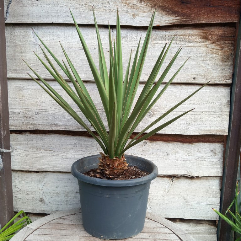 Yucca baccata total 95 cm