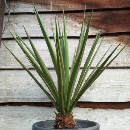 Yucca baccata total 95 cm