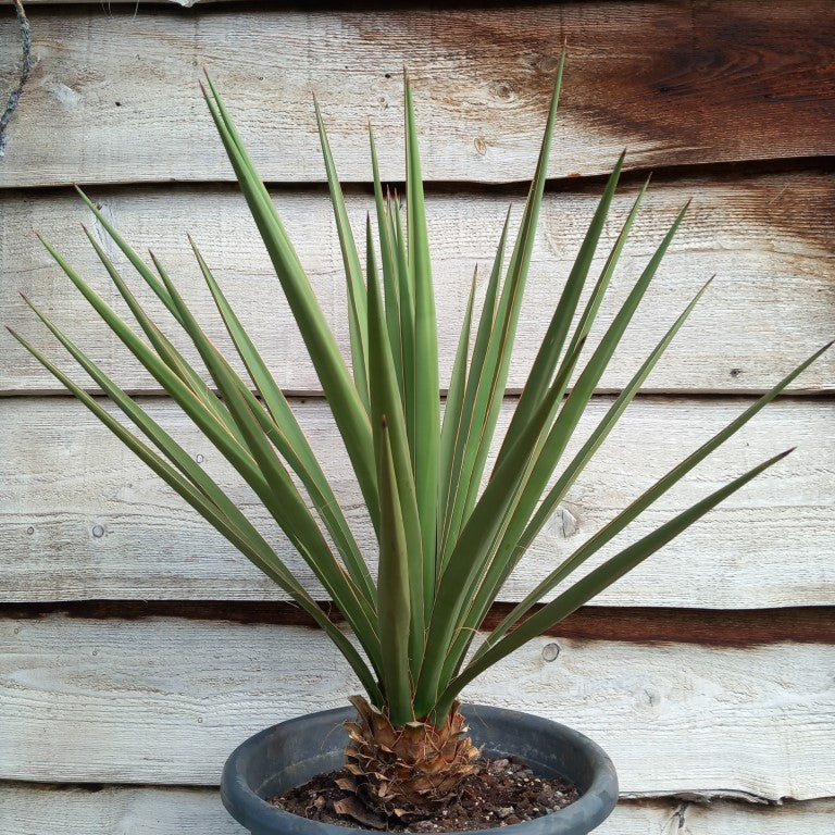 Yucca baccata total 95 cm