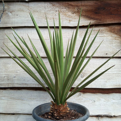 Yucca baccata total 95 cm