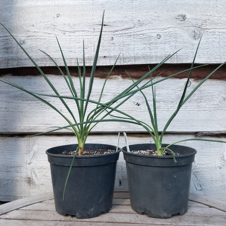 Yucca baileyi, total ±55 cm, pot Ø19 cm