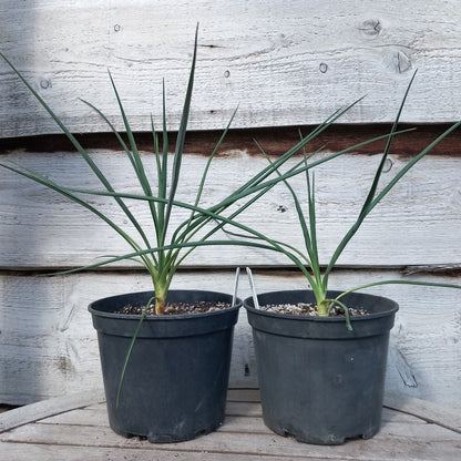 Yucca baileyi, total ±55 cm, pot Ø19 cm