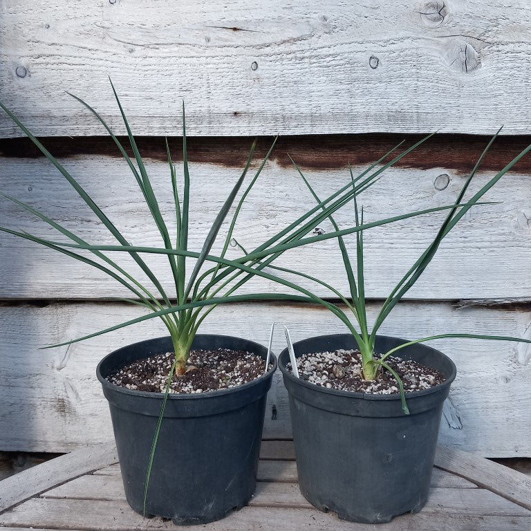 Yucca baileyi, total ±55 cm, pot Ø19 cm