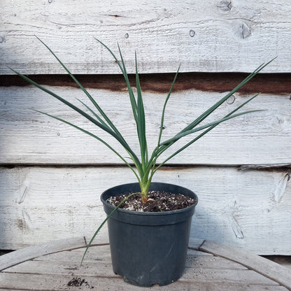 Yucca baileyi, total ±55 cm, pot Ø19 cm