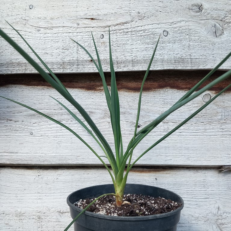 Yucca baileyi, total ±55 cm, pot Ø19 cm
