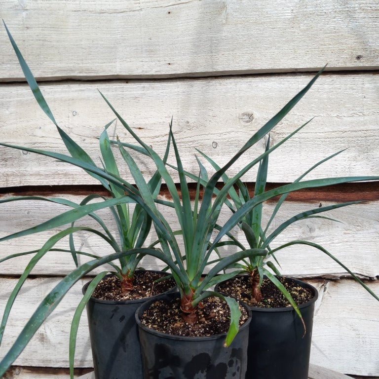 Yucca capensis, 4 ltr. pot