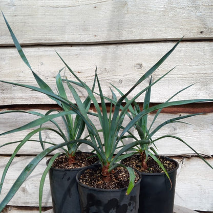 Yucca capensis, 4 ltr. pot