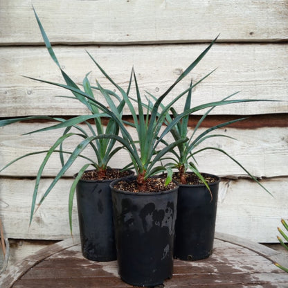 Yucca capensis, 4 ltr. pot
