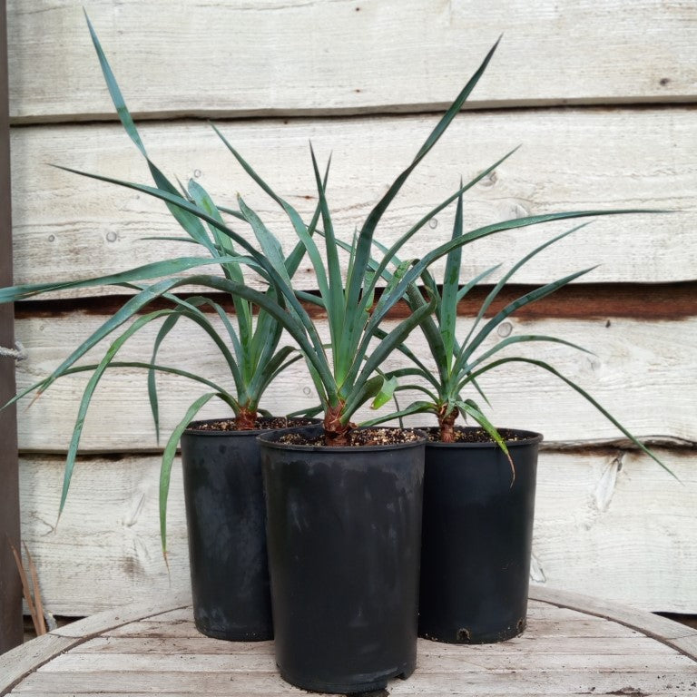 Yucca capensis, 4 ltr. pot