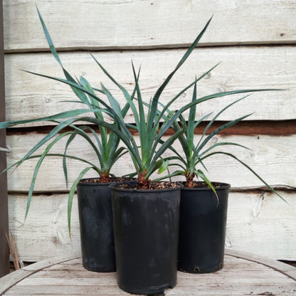 Yucca capensis, 4 ltr. pot