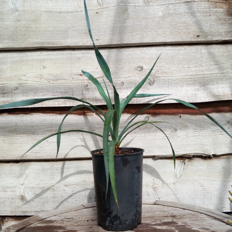Yucca capensis, 4 ltr. pot