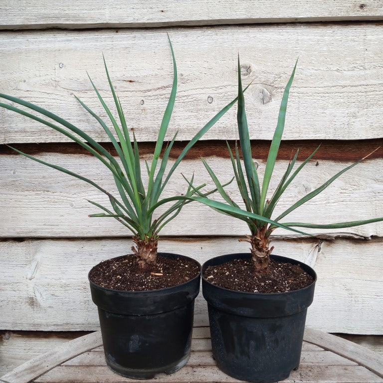 Yucca capensis, 5 ltr. pot