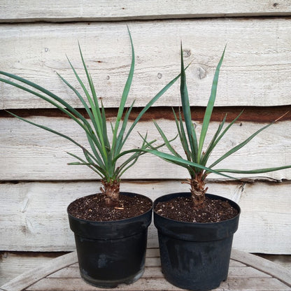 Yucca capensis, 5 ltr. pot