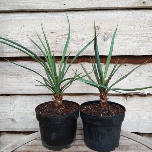 Yucca capensis, 5 ltr. pot