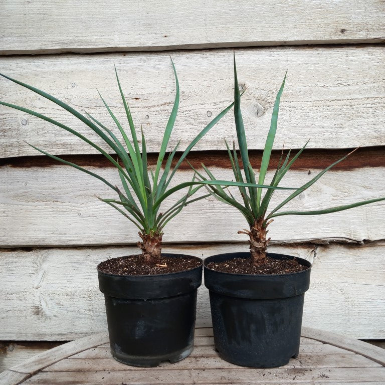Yucca capensis, 5 ltr. pot