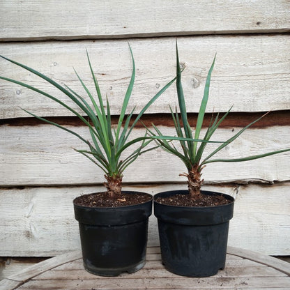 Yucca capensis, 5 ltr. pot