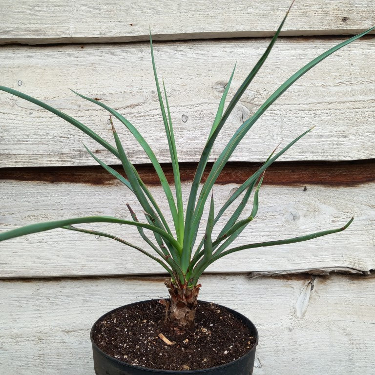 Yucca capensis, 5 ltr. pot