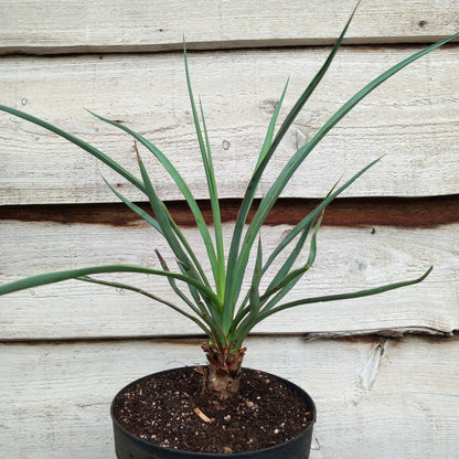 Yucca capensis, 5 ltr. pot