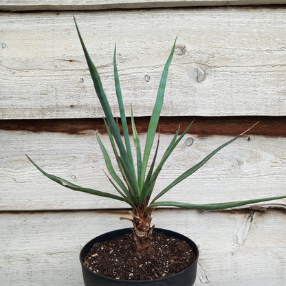 Yucca capensis, 5 ltr. pot