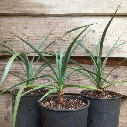 Yucca capensis