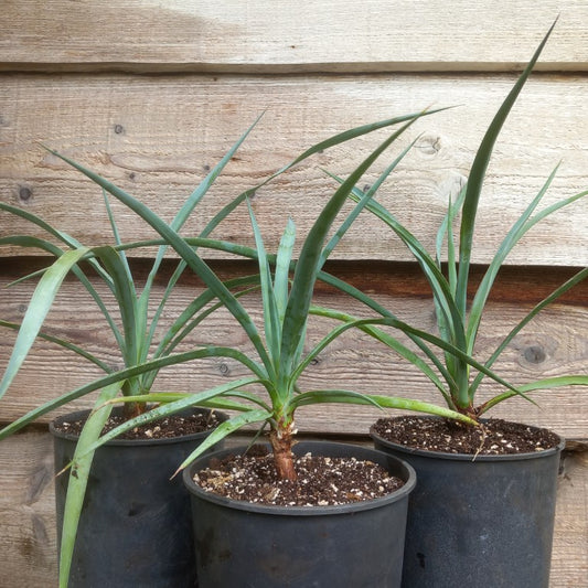 Yucca capensis