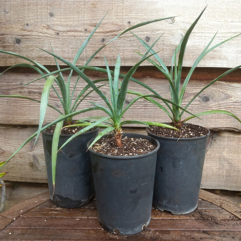 Yucca capensis