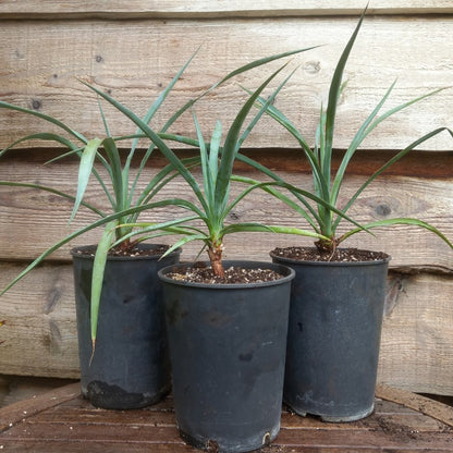 Yucca capensis