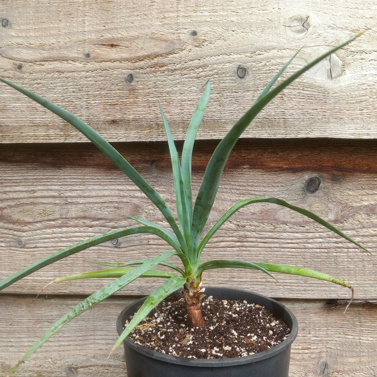 Yucca capensis