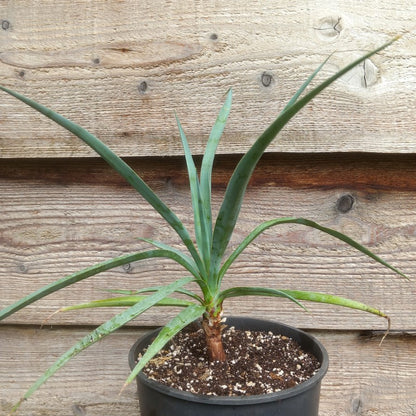 Yucca capensis