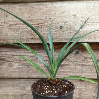 Yucca capensis