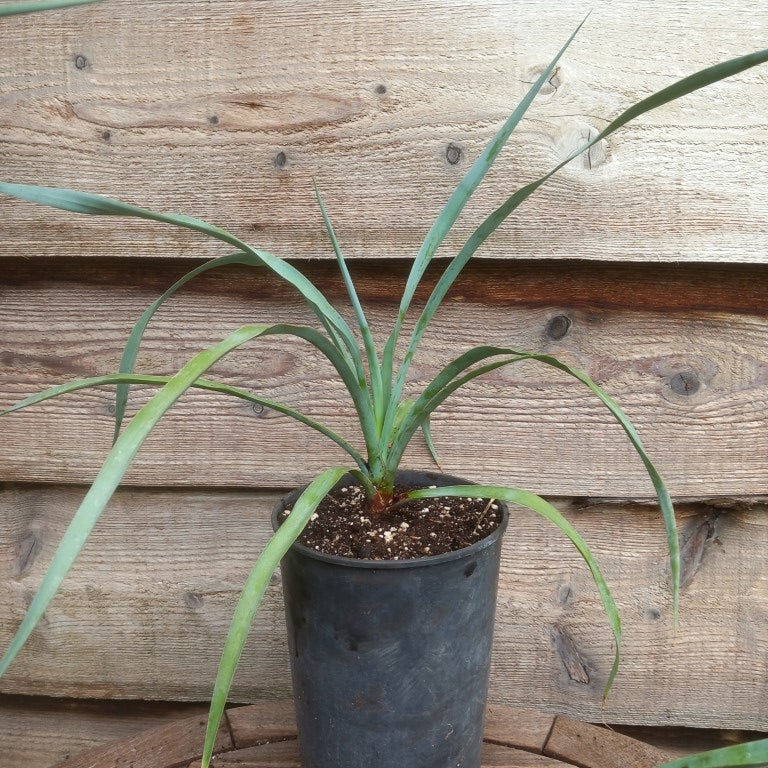 Yucca capensis