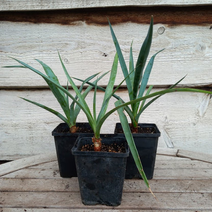 Yucca capensis, P9x9 pot