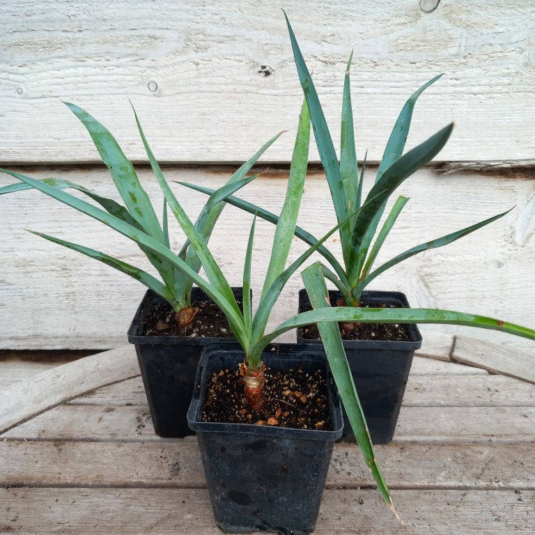 Yucca capensis, P9x9 pot