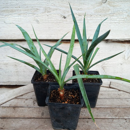 Yucca capensis, P9x9 pot
