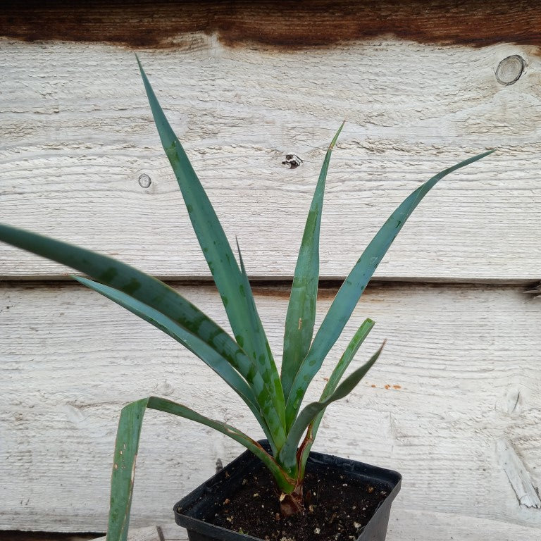 Yucca capensis, P9x9 pot