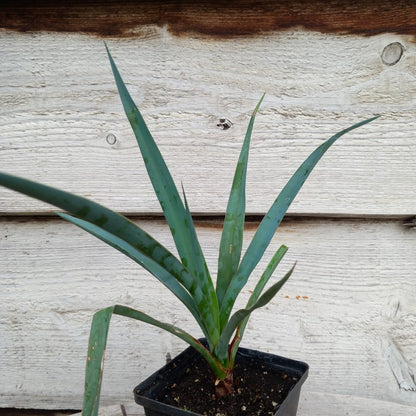 Yucca capensis, P9x9 pot