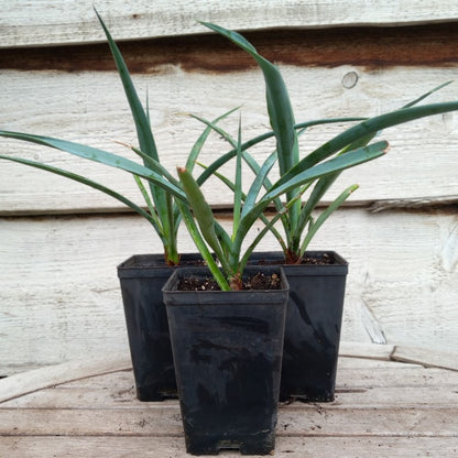 Yucca capensis, P9x13 pot