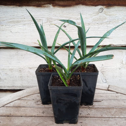 Yucca capensis, P9x13 pot