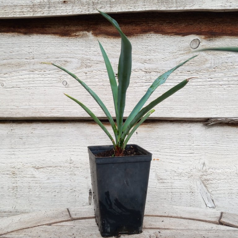 Yucca capensis, P9x13 pot