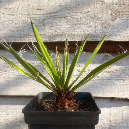 Yucca carnerosana