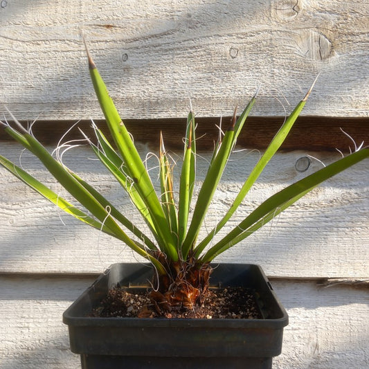 Yucca carnerosana