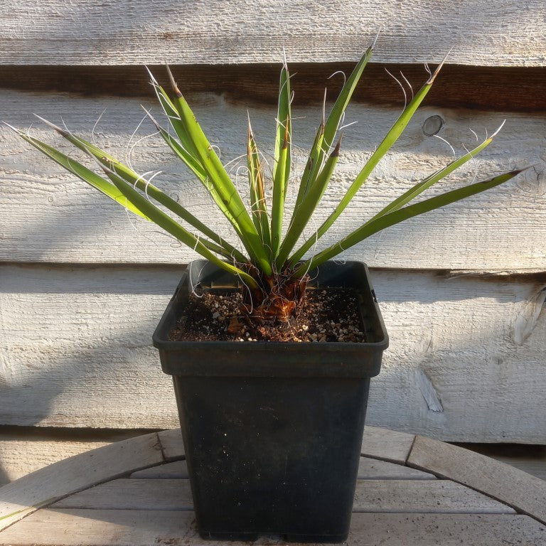 Yucca carnerosana