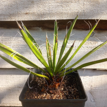 Yucca carnerosana