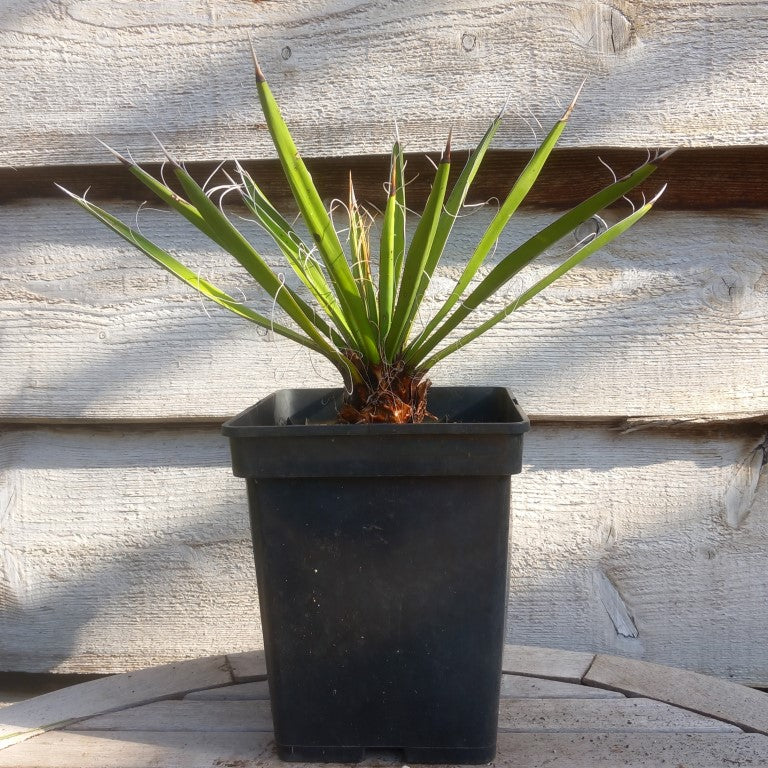 Yucca carnerosana