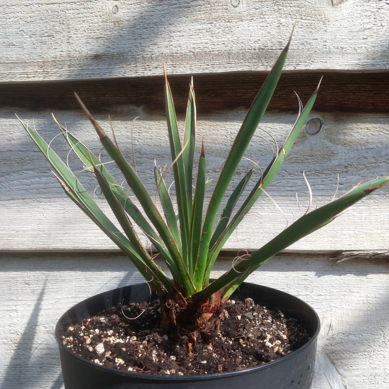 Yucca carnerosana