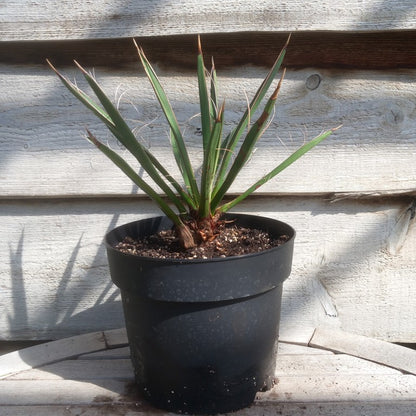 Yucca carnerosana