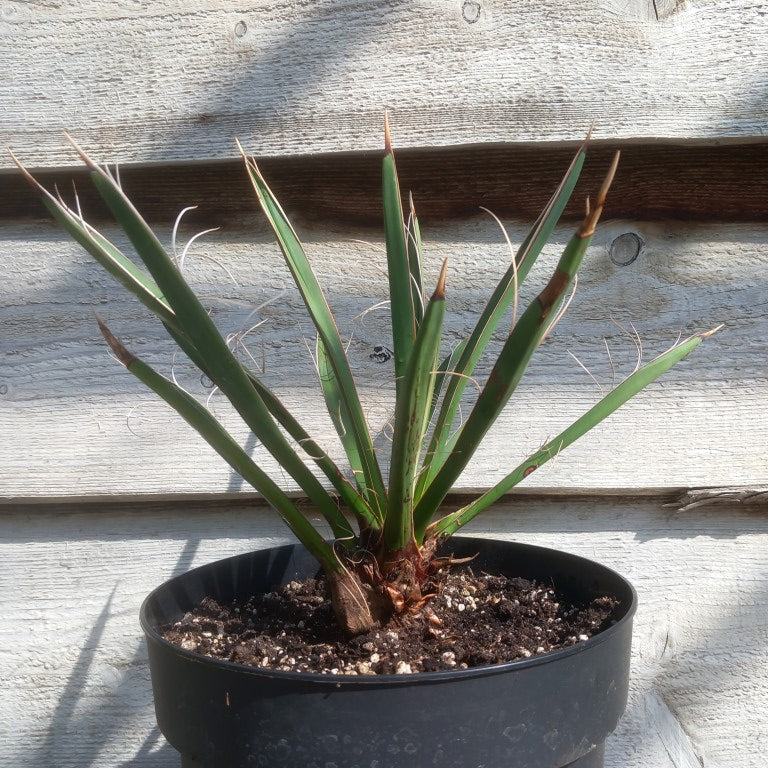 Yucca carnerosana