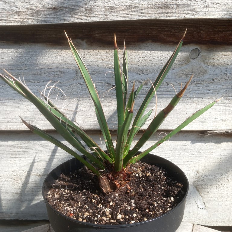 Yucca carnerosana