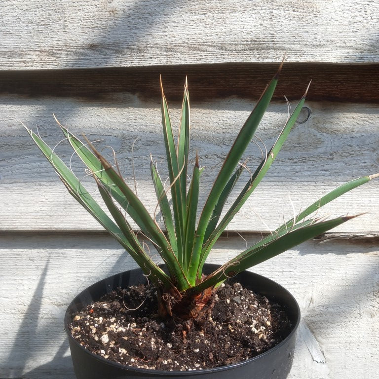 Yucca carnerosana